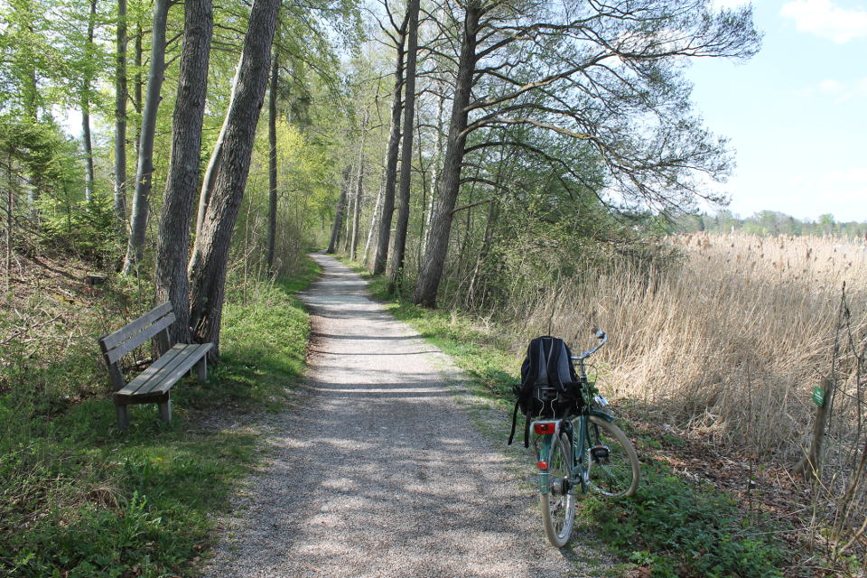 Radweg entlang von Schilf bei Seeshaupt.